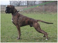 Antonius Royal WT: 02. Mai 2015 Prüfungen: ZTP / AD / FCI - IP3 / FCI - FH 3 - Besitzer: Bernhard Heidmeier Antonius Royal WT: 02. Mai 2015 Prüfungen: ZTP / AD / FCI - IP3 / FCI - FH 3