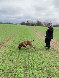 Antonius im Fährtentraining Antonius im Fährtentraining