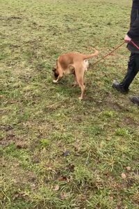 Ludwig v. Guten Mann - Besitzer: Justin Pietig / Sonja Hasselmeier Ludwig v. Guten Mann - Besitzer: Justin Pietig / Sonja Hasselmeier