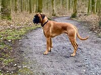 Ludwig v. Guten Mann - Besitzer: Justin Pietig / Sonja Hasselmeier Ludwig v. Guten Mann - Besitzer: Justin Pietig / Sonja Hasselmeier